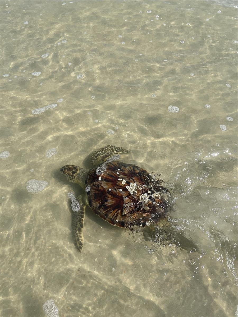 MARITIME ESTATES II - Residential