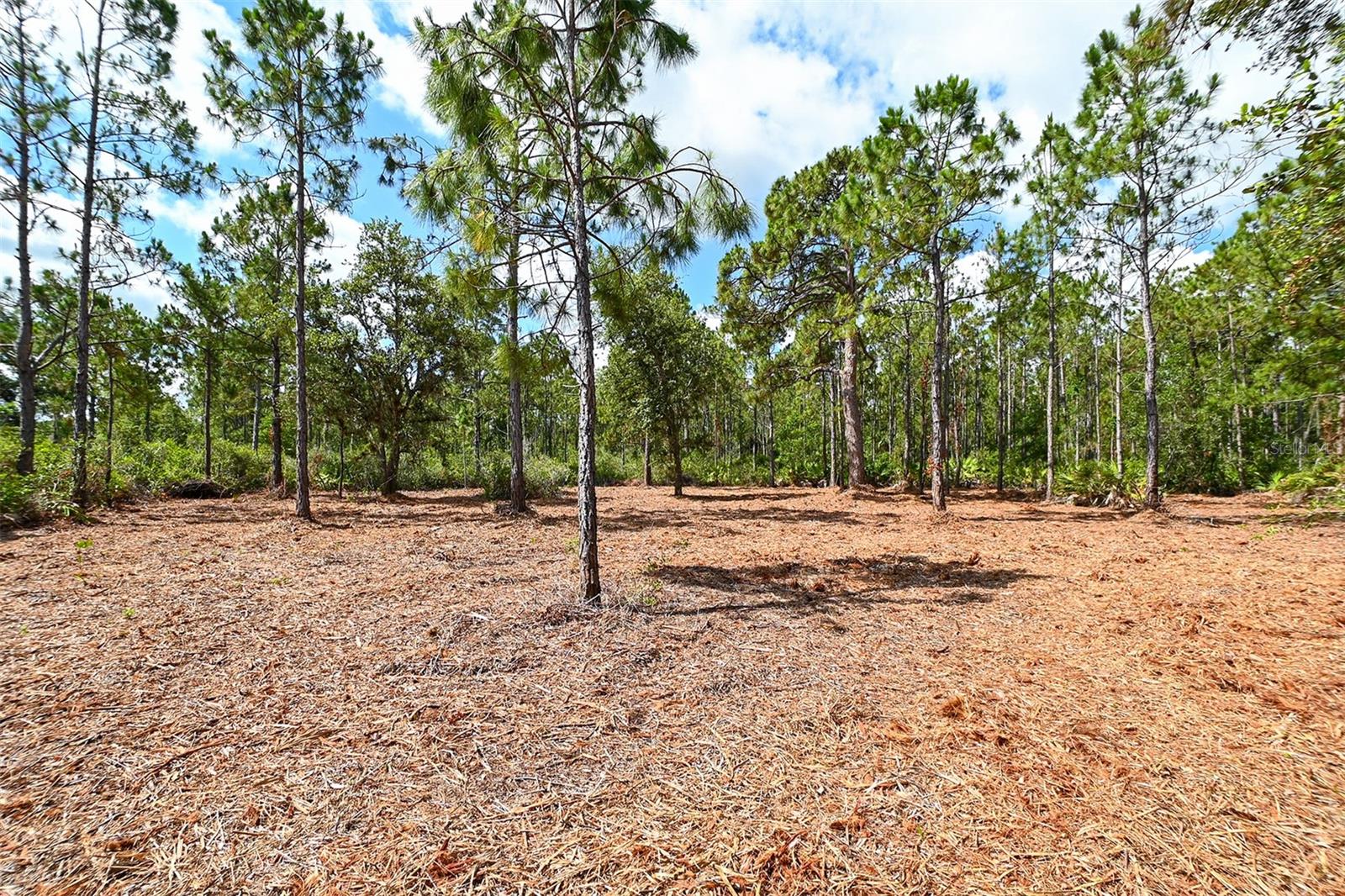 FOREST AT THE HI HAT RANCH - Land