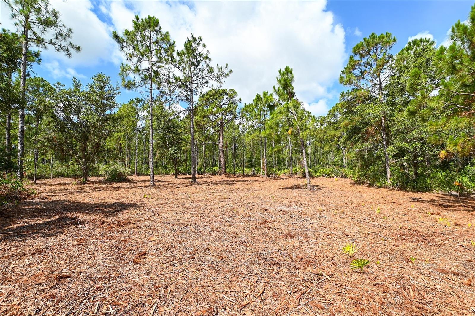 FOREST AT THE HI HAT RANCH - Land