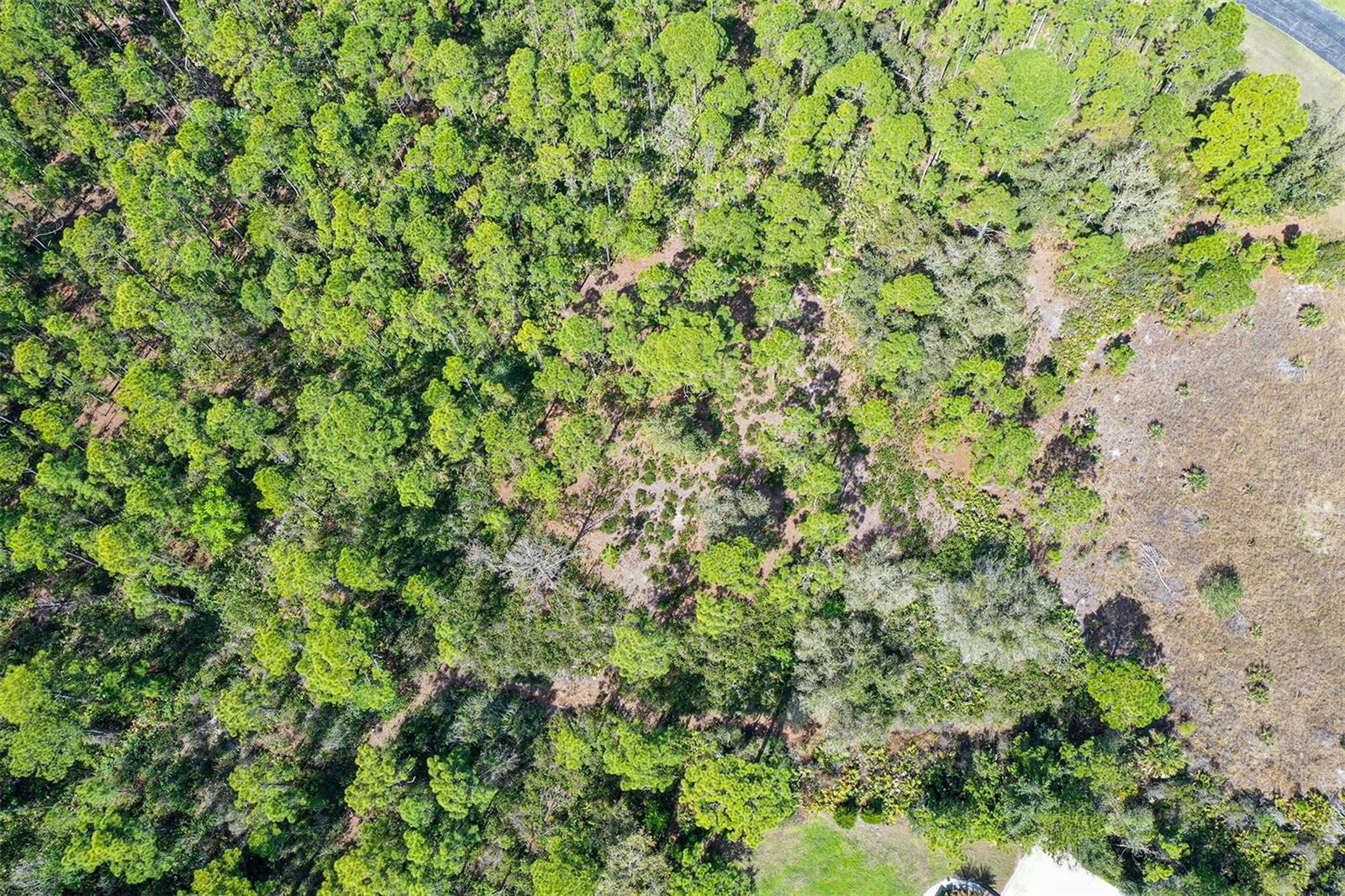 FOREST AT THE HI HAT RANCH - Land