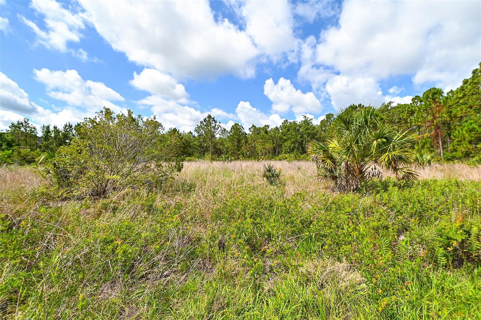 FOREST AT THE HI HAT RANCH - Land