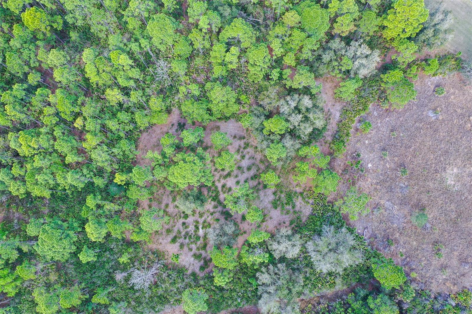 FOREST AT THE HI HAT RANCH - Land
