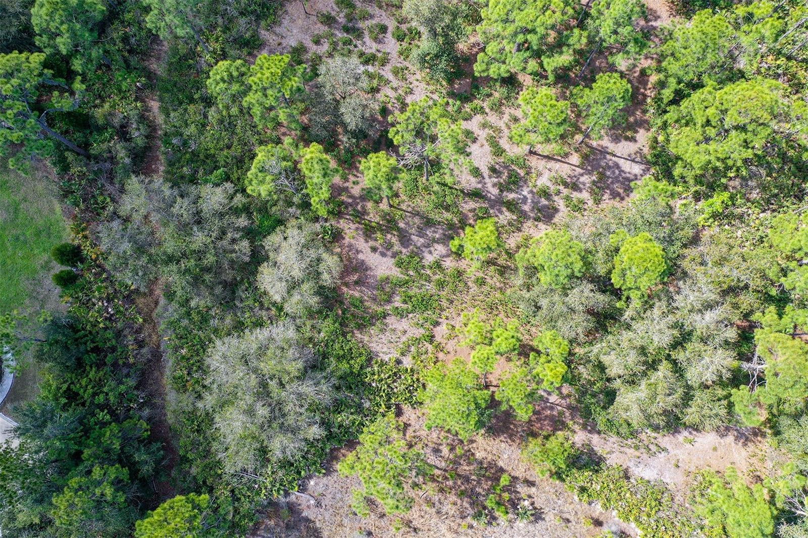 FOREST AT THE HI HAT RANCH - Land