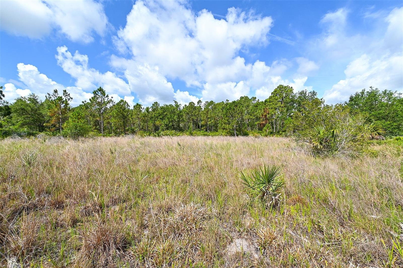 FOREST AT THE HI HAT RANCH - Land