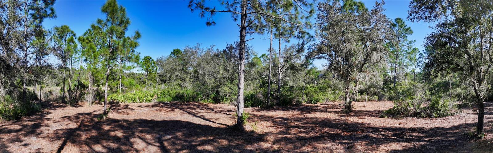 FOREST AT THE HI HAT RANCH - Land