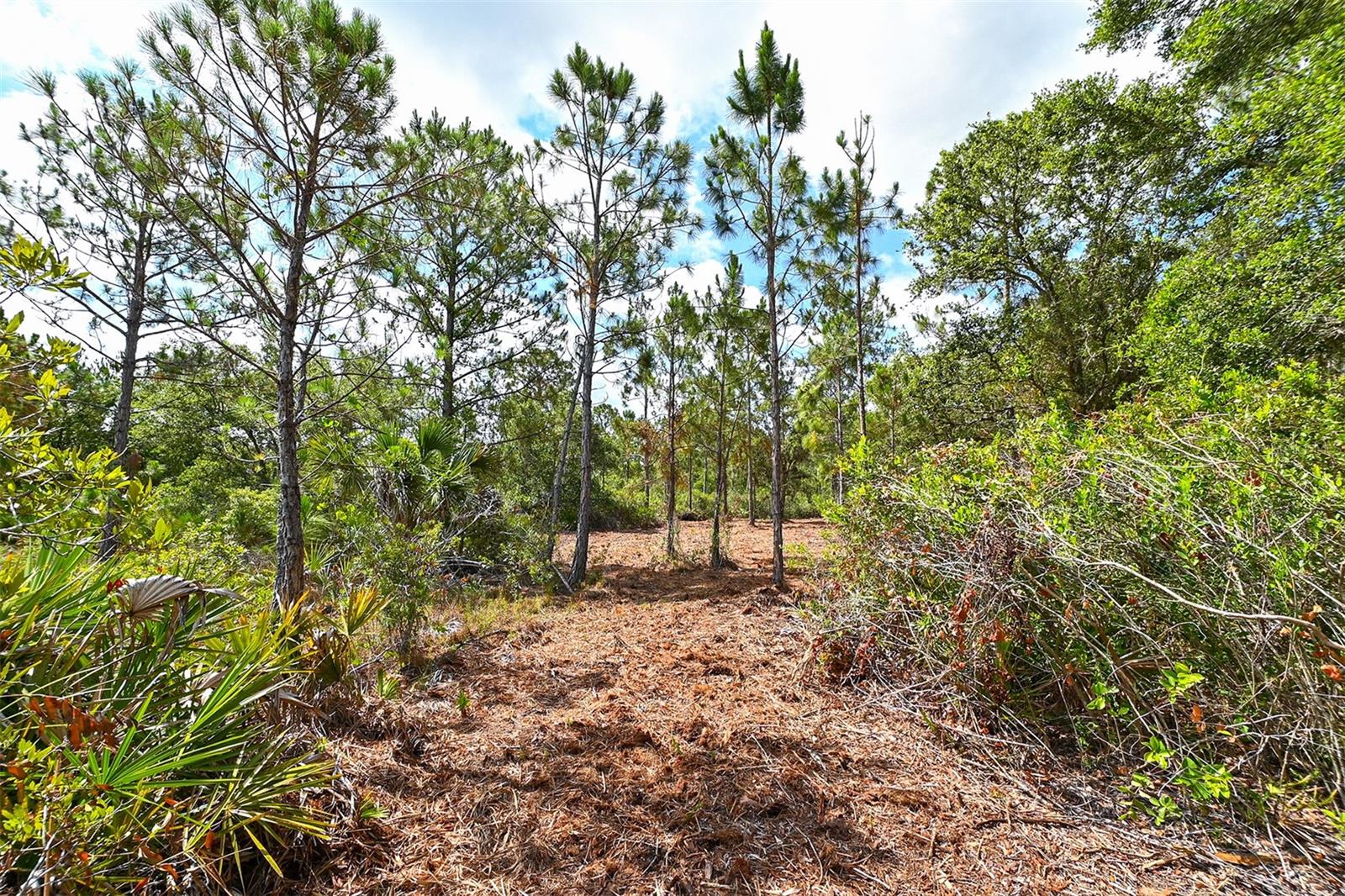 FOREST AT THE HI HAT RANCH - Land