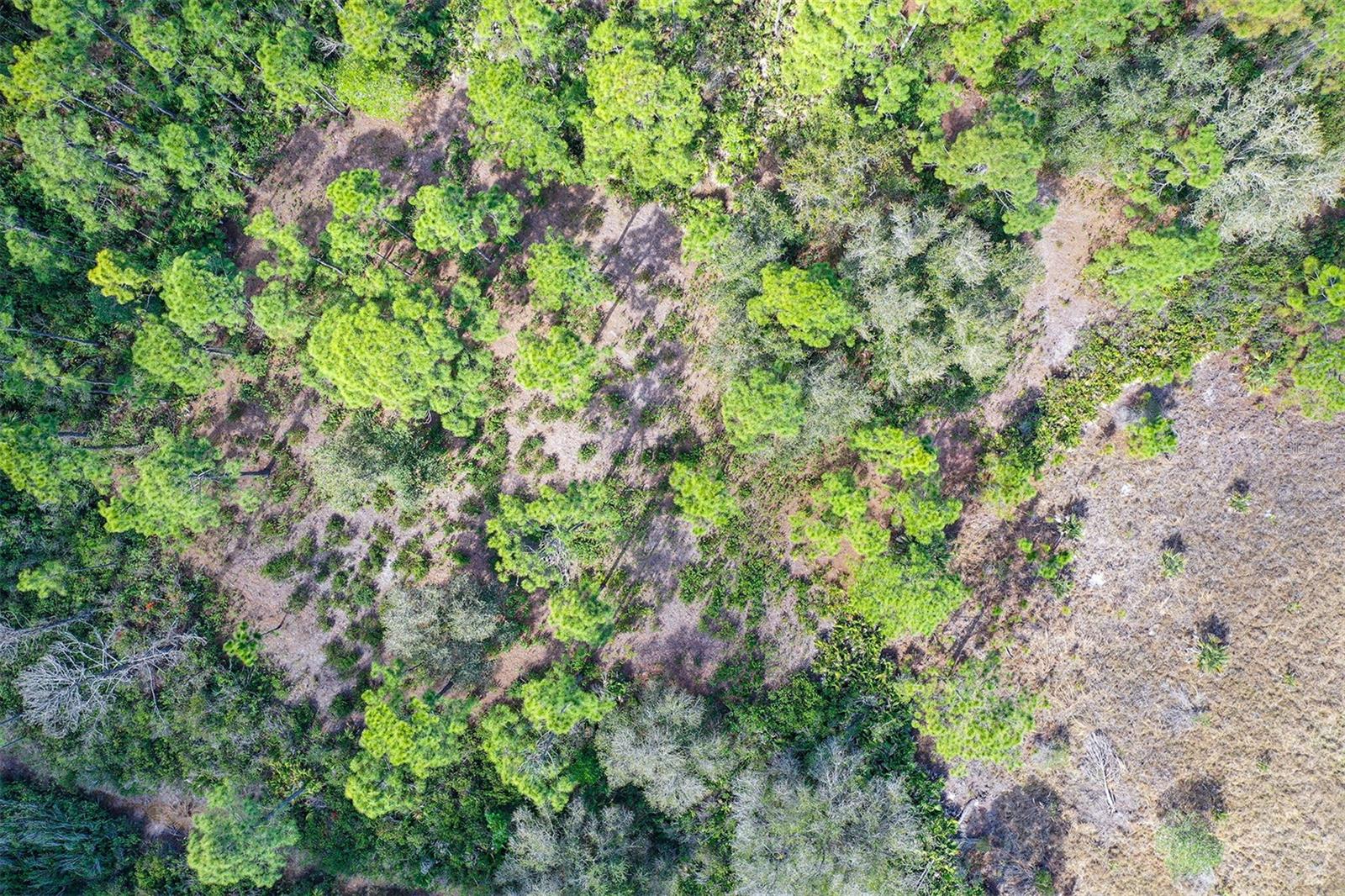 FOREST AT THE HI HAT RANCH - Land