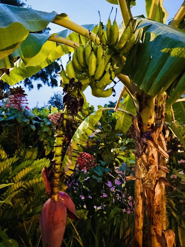 IVANHOE PARK REP - Residential