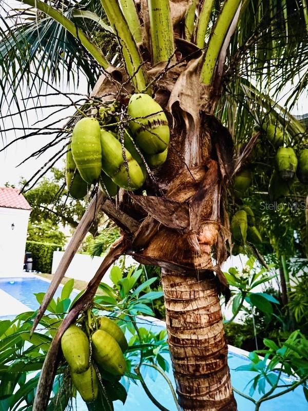 IVANHOE PARK REP - Residential