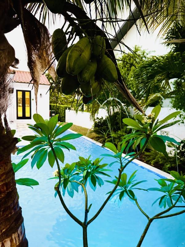 IVANHOE PARK REP - Residential