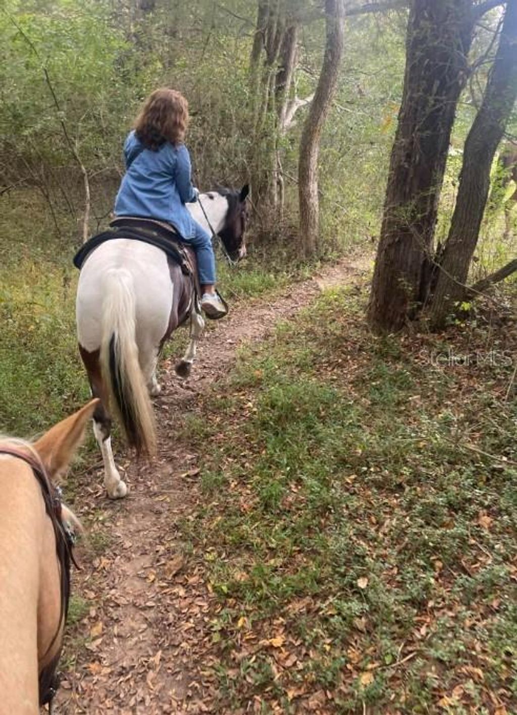 Photo of 5677 N Calico Drive, Beverly Hills, FL 34465 (MLS # TB8471296)