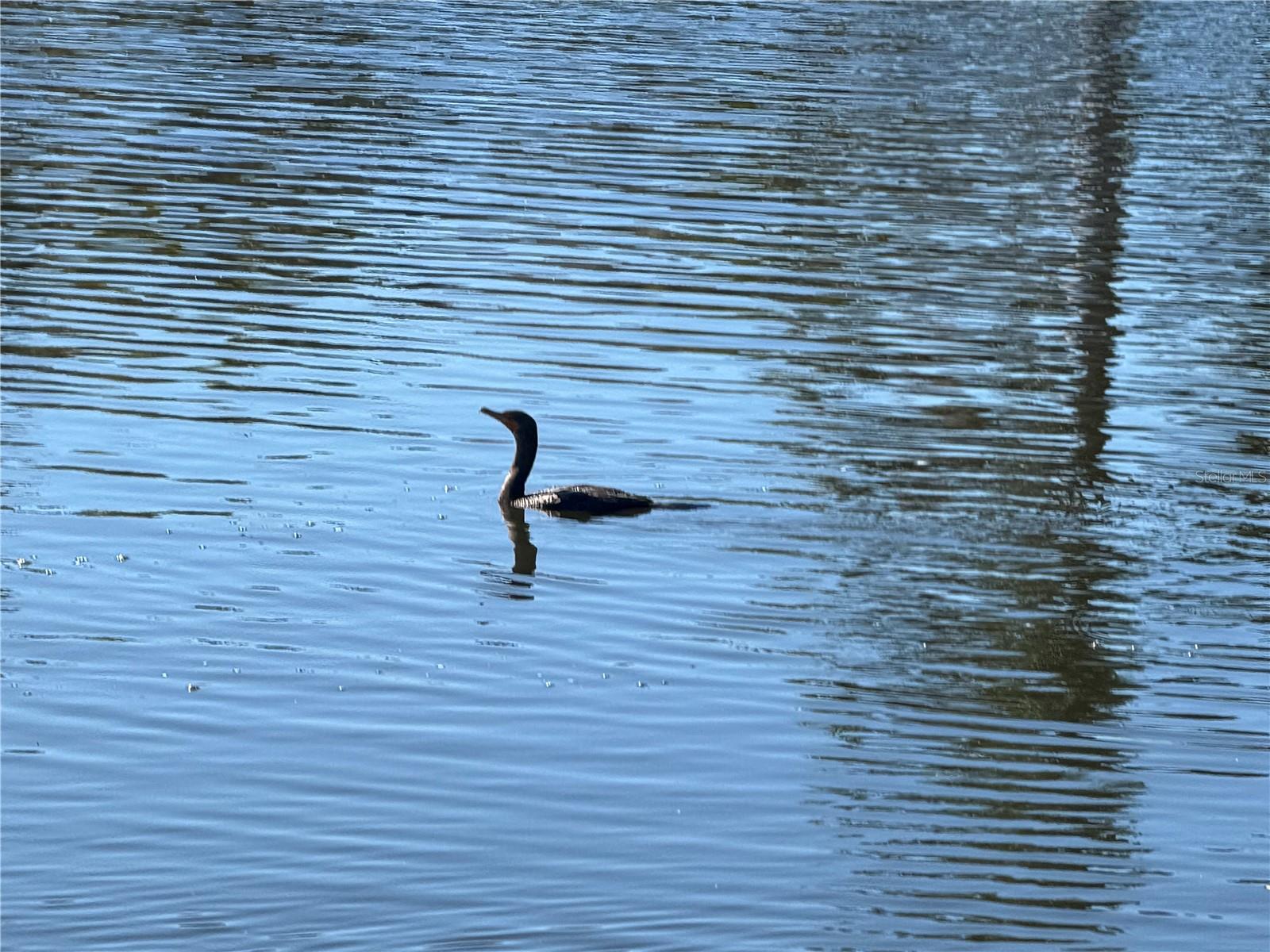 ROTONDA MEADOWS - Land