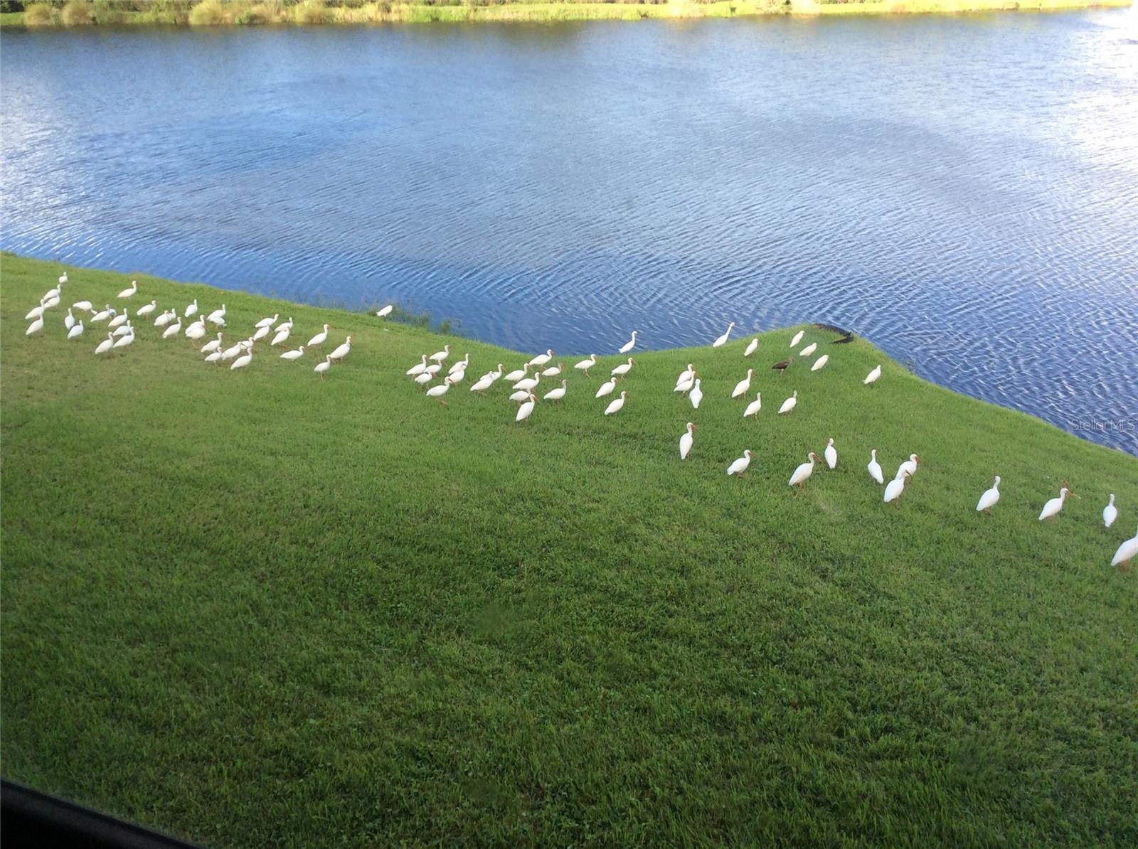 SHORES OF LONG BAYOU CONDO - Residential