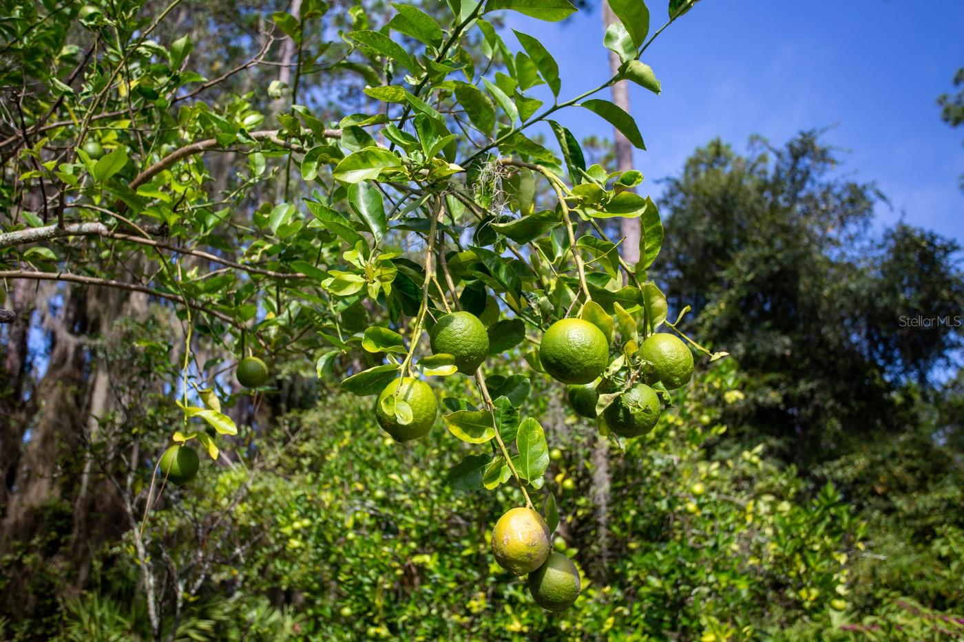 STAR LAKE FOREST - Residential