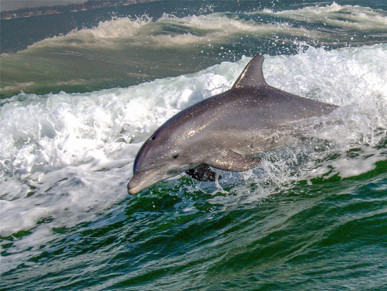 SUNRISE RESORT ON ST PETE BEACH CONDO - Residential