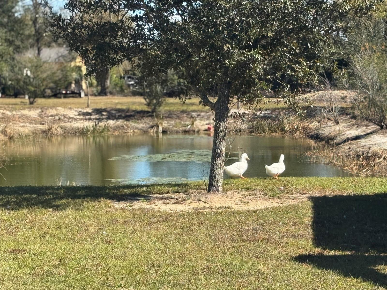 ARCADIA - Residential