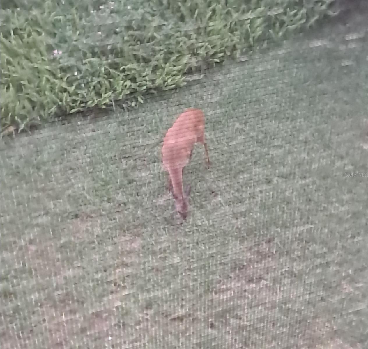 CONQUISTADOR CONDO APTS/ST AUG - Residential