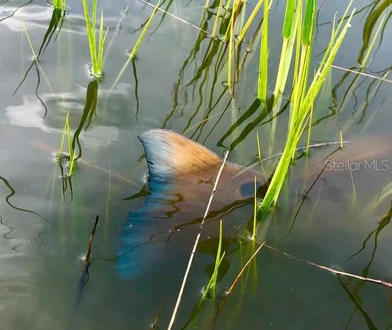 HERNANDO BEACH 14 - Land