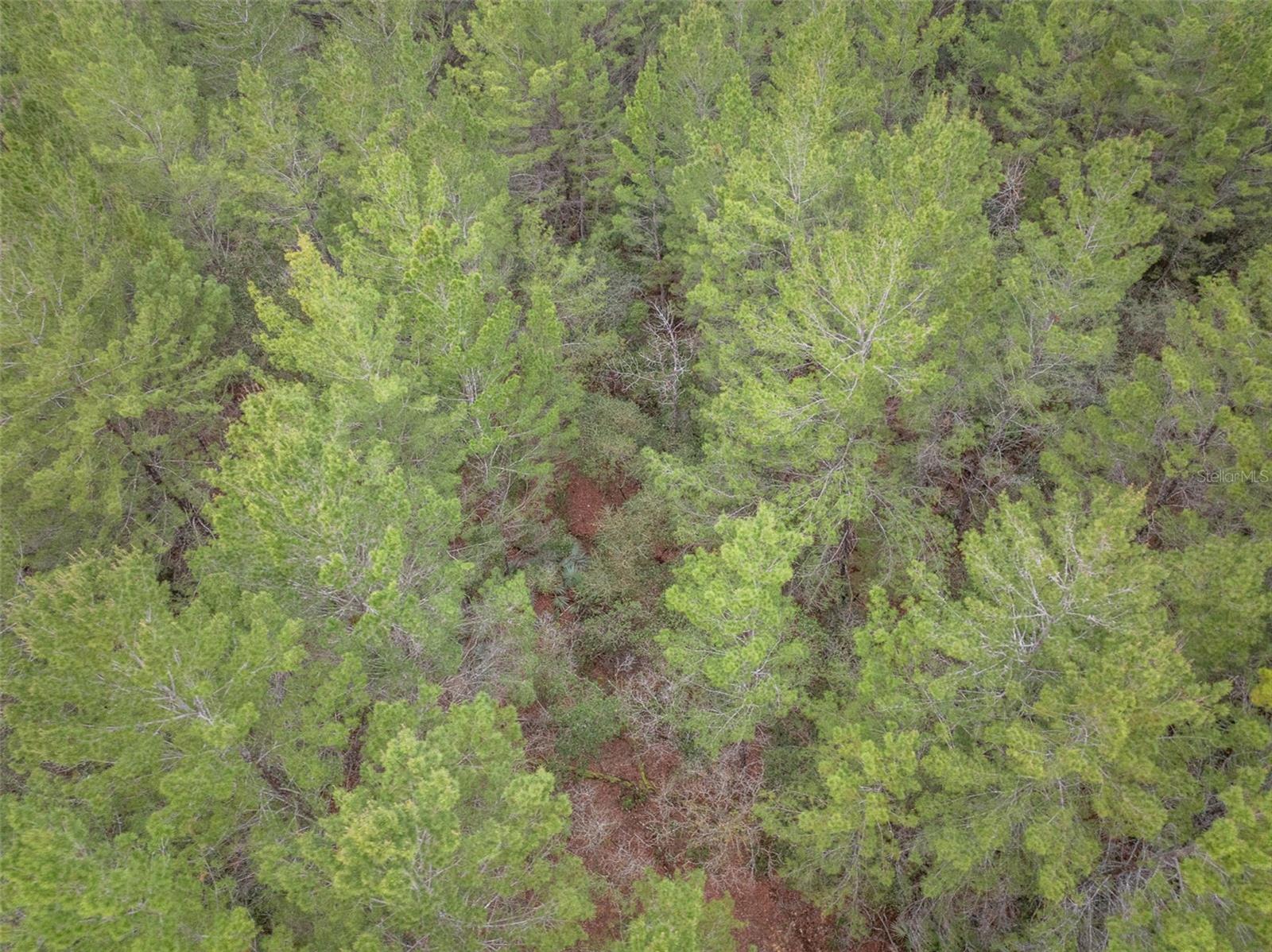 SEMINOLE WOODS 5 AC DEV - Land