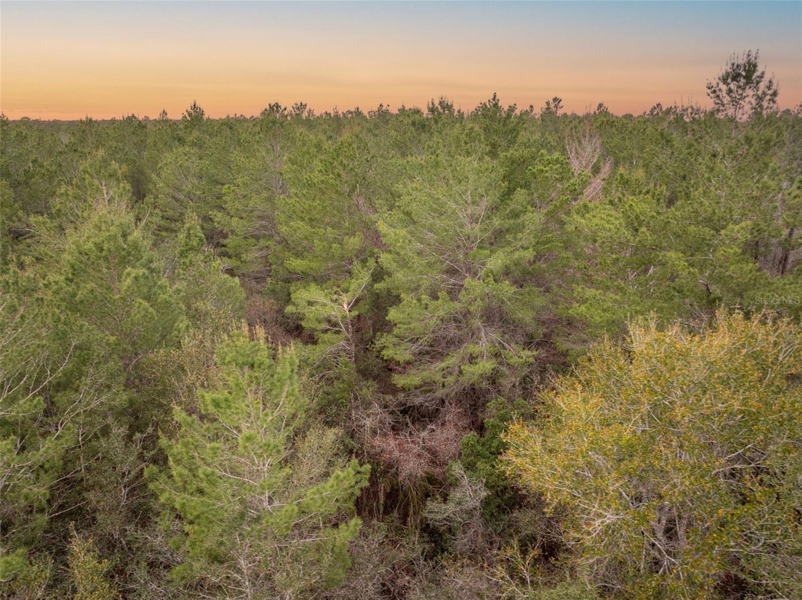 SEMINOLE WOODS 5 AC DEV - Land
