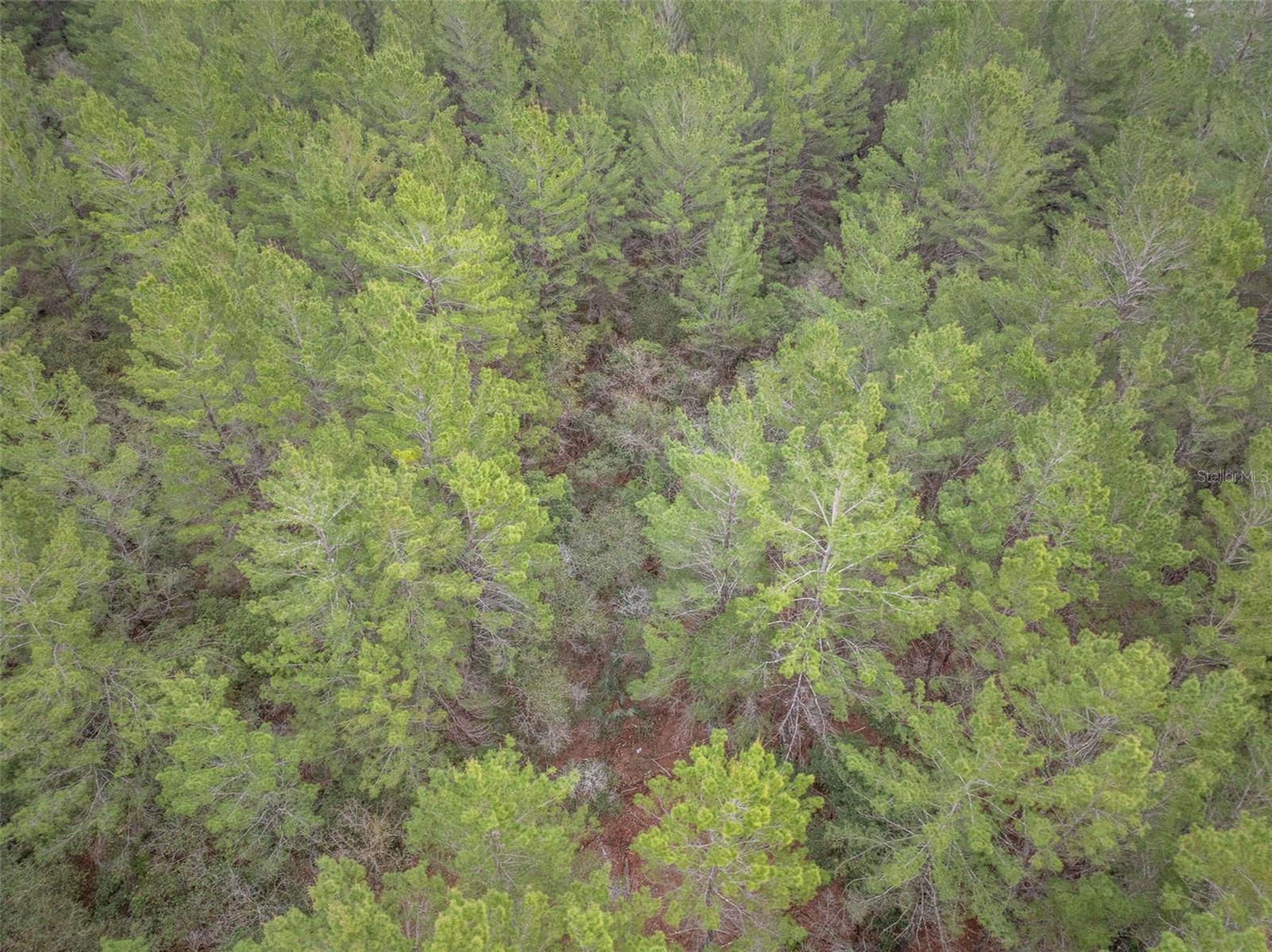 SEMINOLE WOODS 5 AC DEV - Land