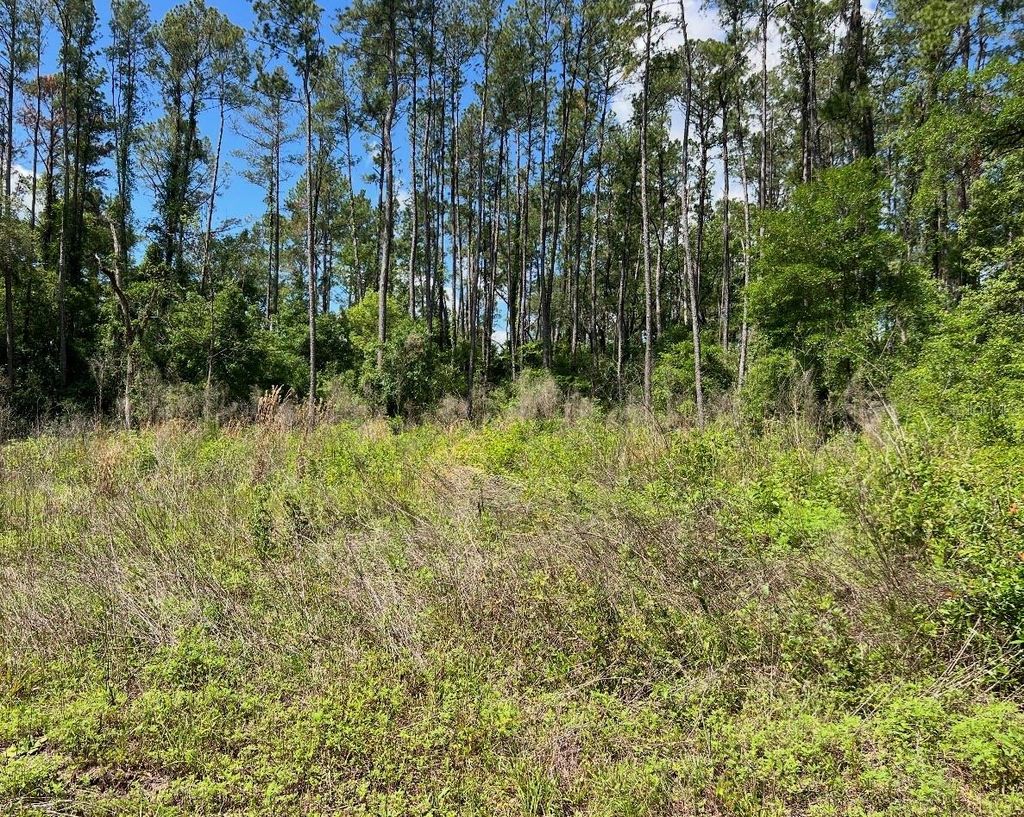 Photo of 9976 N Athenia Drive, Citrus Springs, FL 34434 (MLS # G5112708)