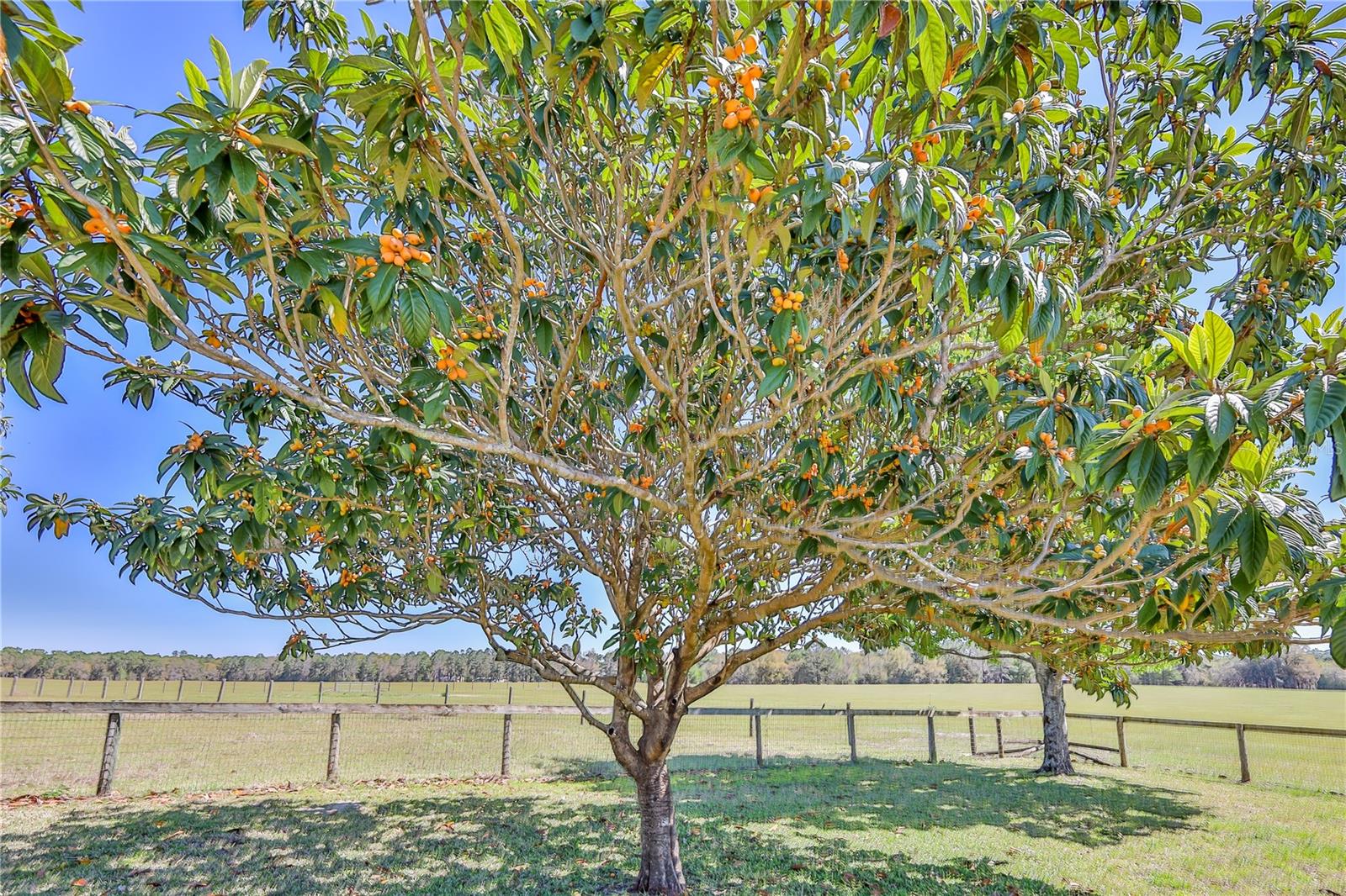 WHISPERING OAKS - Residential