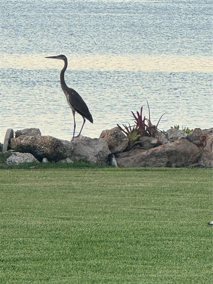 LONGBOAT KEY - Residential