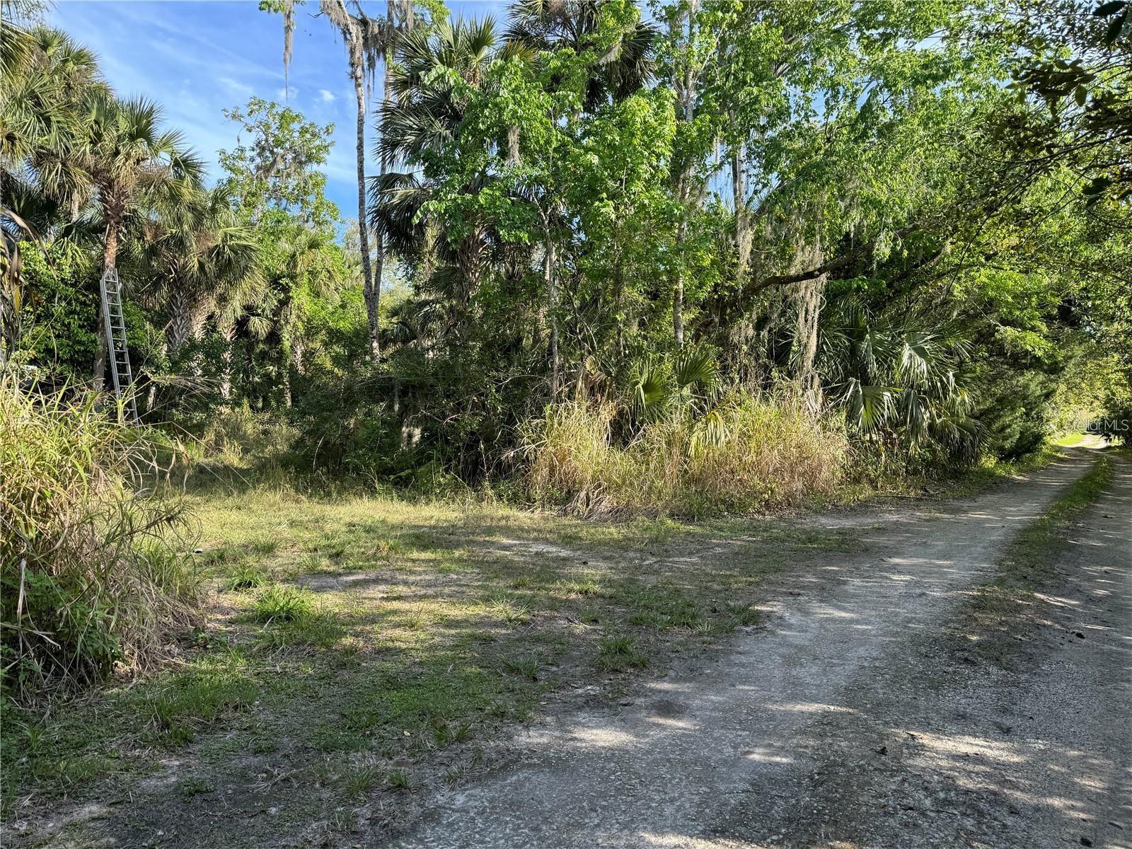 BLACK HAMMOCK - Land