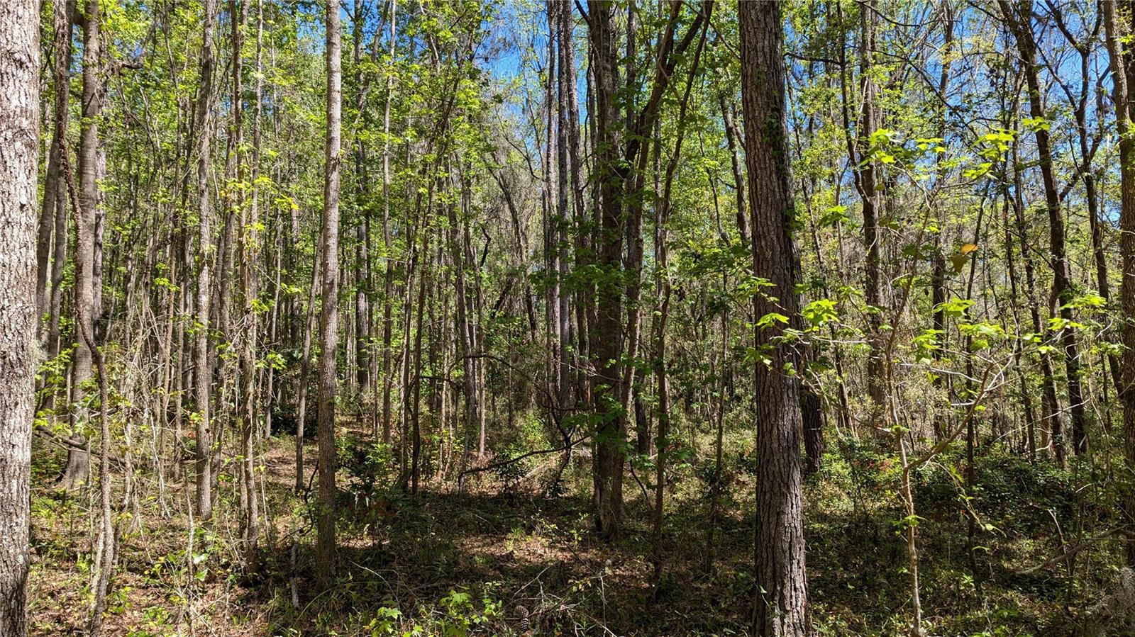 If you've ever dreamed of a hide-away sanctuary surrounded by nature but right in town and close to all of the best of northwest Gainesville, then THIS is the perfect 5 acres for you! It's true! There really is a beautiful, wooded, natural oasis tucked away from it all but right around the corner from shopping, restaurants, music venues, and more! Plus, Santa Fe College is just moments away, and there's easy access to I-75. When your busy day or week is done, you'll arrive home to the peace and tranquility of birds singing and sunlight flickering through the trees. This could be that special place to build your dream home.