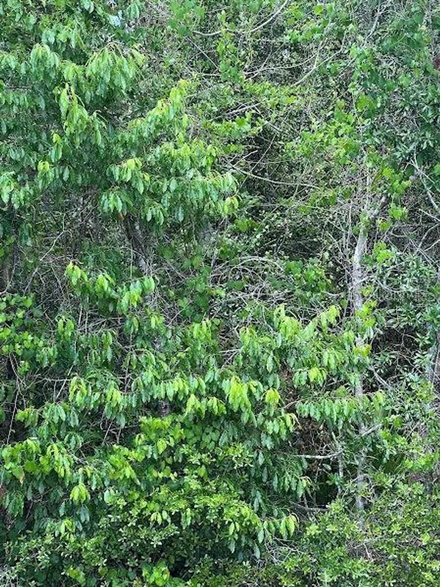 Great location to build your dream home. SUNNY HILLS COMMUNITY IS A GREAT PLACE TO BUILD OR INVEST FOR THE FUTURE. Within a 45 minute drive are the "World's Most Beautiful Beaches" on Panama City Beach and all along the Gulf of Mexico. C