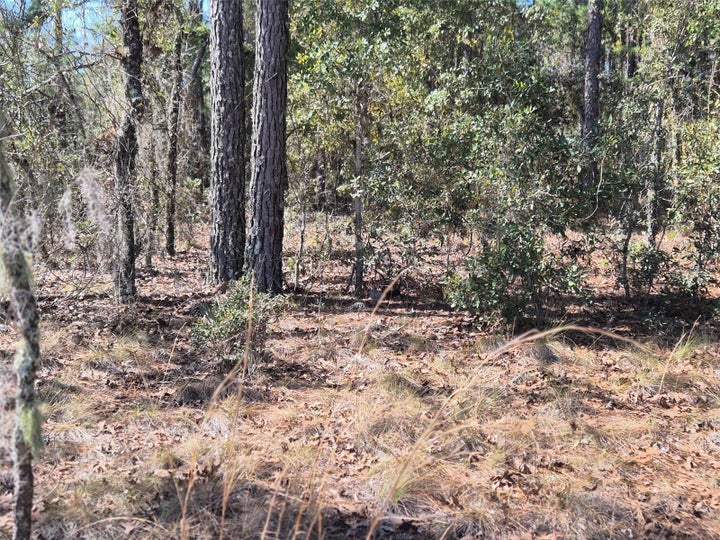 Photo 1 of 11 — 00 NE 137TH AVENUE, WILLISTON, FL 32696