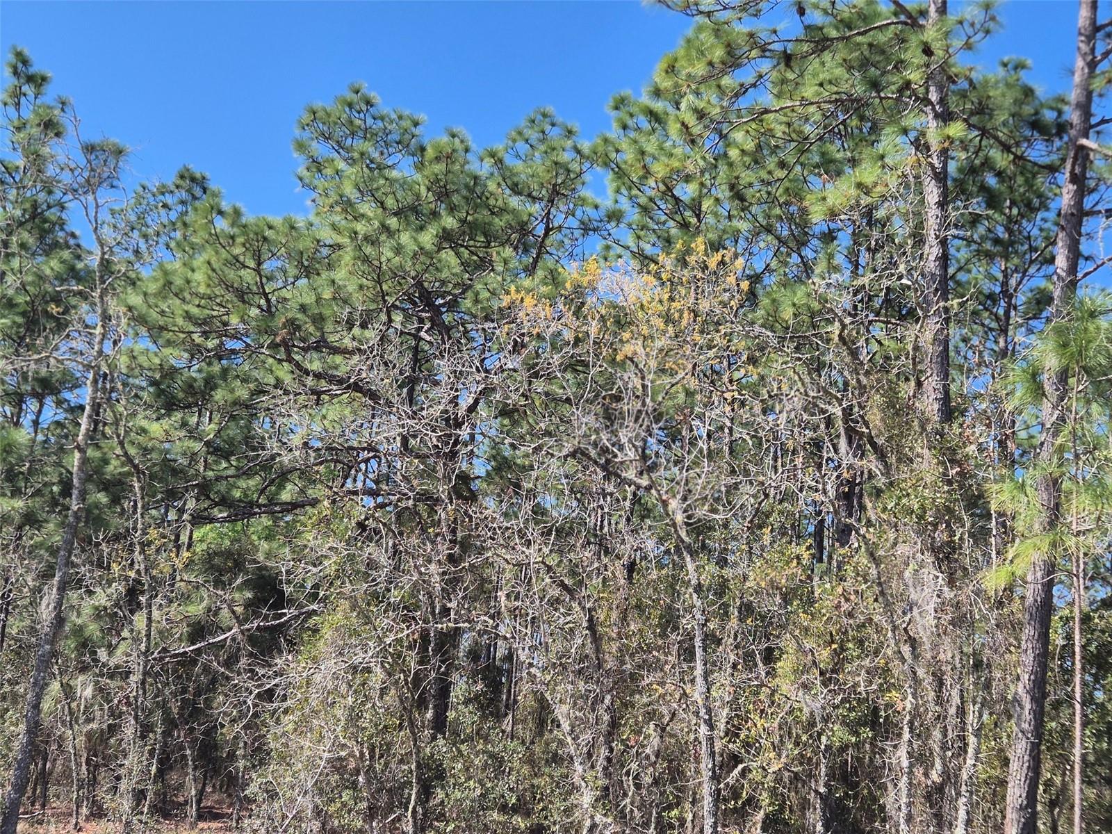 WILLISTON HIGHLANDS UNIT 12 - Land