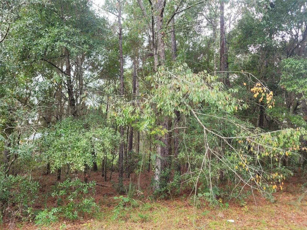 Photo of 9858 N Jourden Drive, Citrus Springs, FL 34434 (MLS # OM711139)