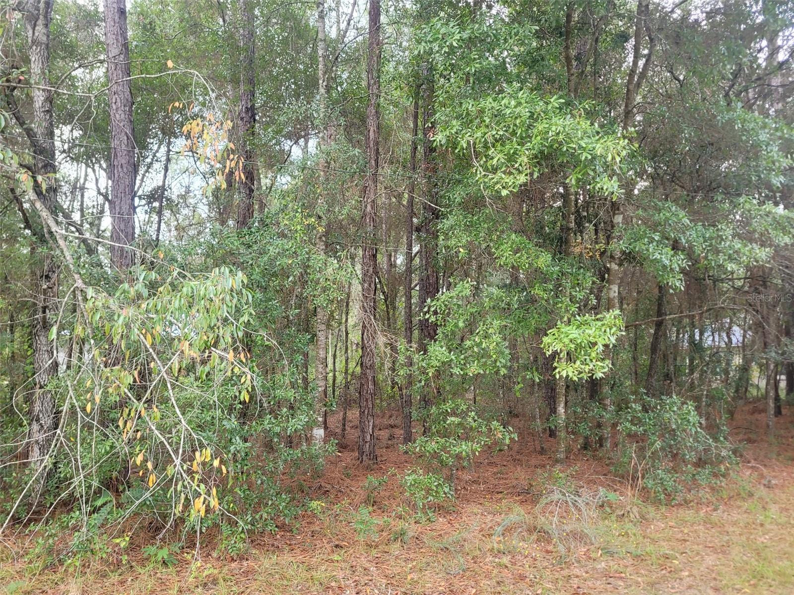 CITRUS SPGS UNIT 01 - Land