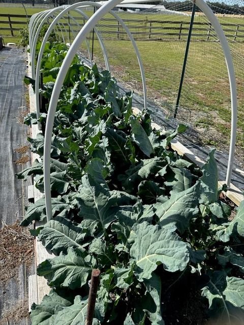 Tiny photo for 10151 NW 70th Street, Chiefland, FL 32626 (MLS # W7879587)