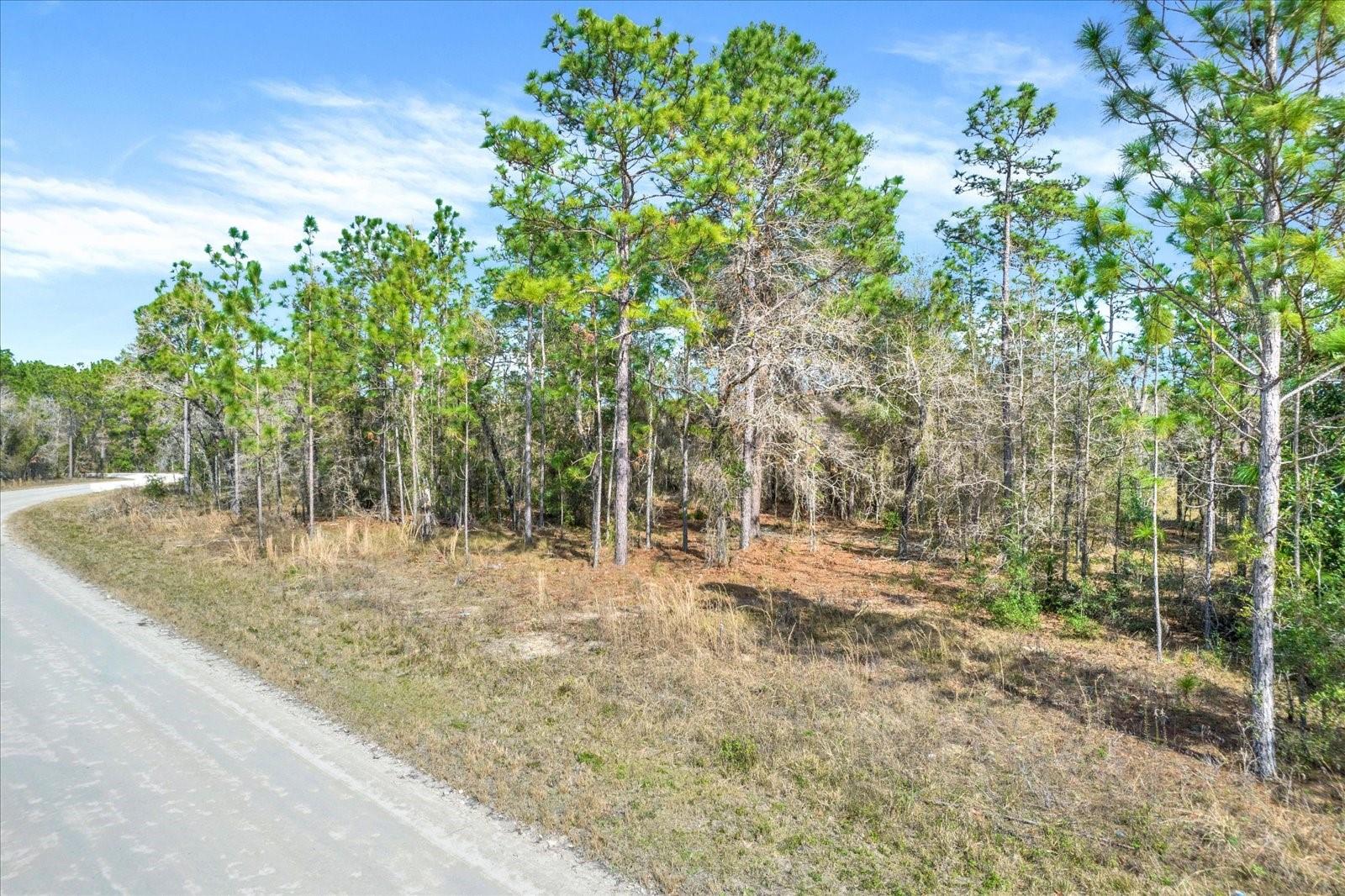 HONEYCREEPER ROAD