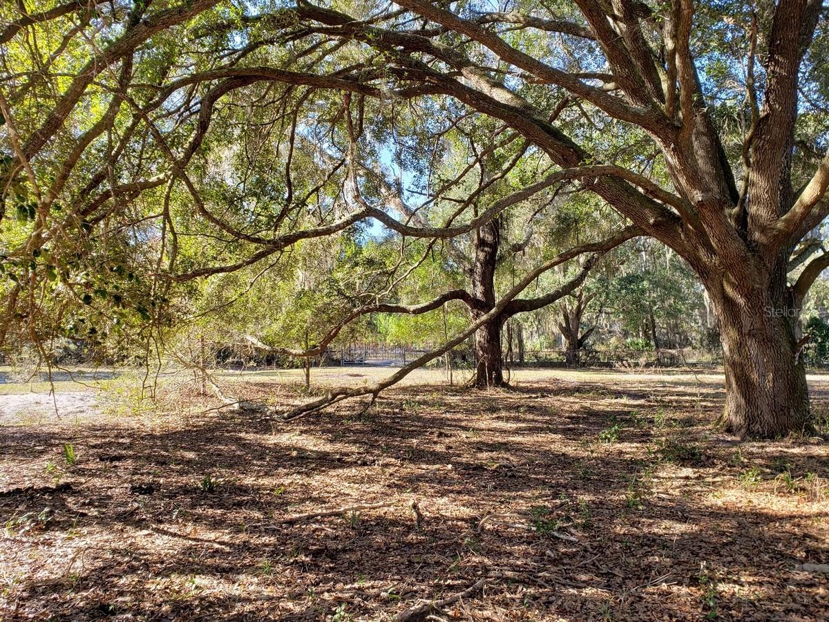 Good looking land not far from town on paved, county road for only $9,500/acre! Large live oaks on sandhill overlooking picturesque pond known locally as Lake Claire providing perfect sunrises for the nature lover or outdoor enthusiast! A MUST SEE! The ponds/lakes provide great privacy. Driveway entrance already in place ($10k value). Approximately 50/50 uplands to wetlands providing plenty of land for homesite and mini-farm (230,000 + sf). 30 minutes from Ocala and/or Gainesville, GREAT LOCATION! 5 minutes from Horseshoe Lake, 5 minutes from Ocklawaha River, 10 minutes from Ocala National Forest, 30 minutes to St. Johns River and 1 hour to St. Augustine Beach.