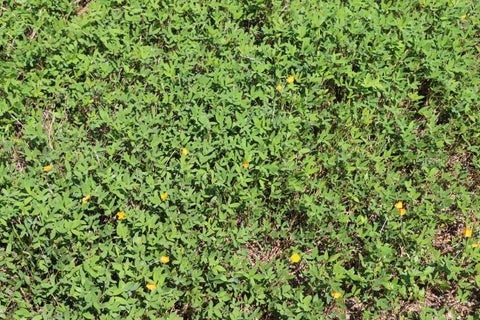 Tiny photo for Green Swamp Road, Clermont, FL 34714 (MLS # O6339581)