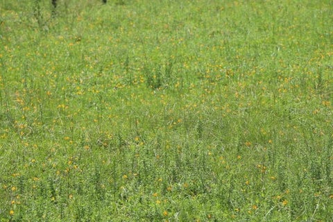 Tiny photo for Green Swamp Road, Clermont, FL 34714 (MLS # O6339581)