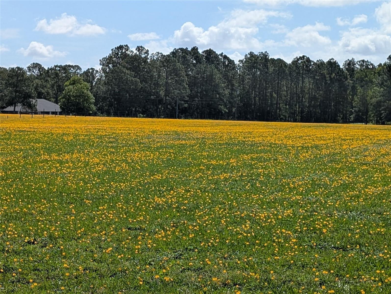 GREEN SWAMP ROAD