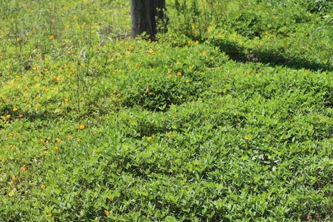 Tiny photo for Green Swamp Road, Clermont, FL 34714 (MLS # O6339581)