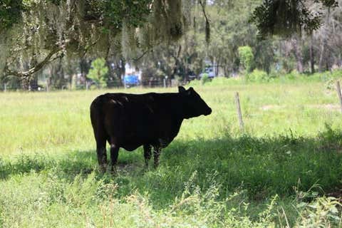 Tiny photo for Green Swamp Road, Clermont, FL 34714 (MLS # O6339581)