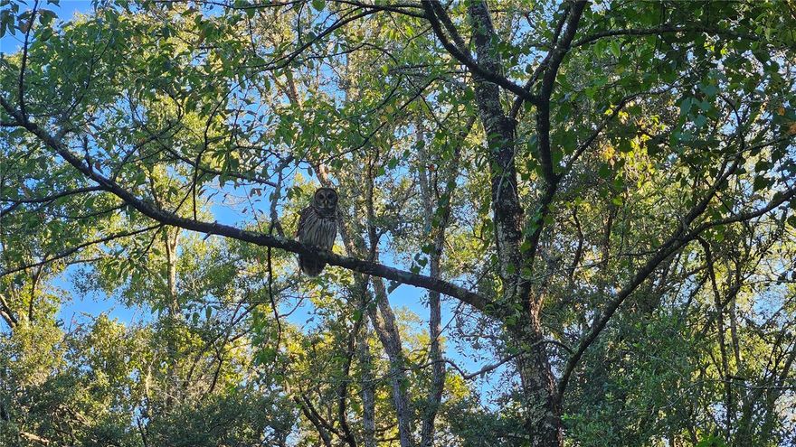 *** Owner Financing available *** Come build your dream home with no deed restrictions, no HOA, and out of the flood zone here. A boat ramp to the chain of lakes is just several minutes away for some amazing bass fishing. The Rainbow River and Crystal River are about a half hour drive for a cool dip in the springs on a hot summer day. Lets not forget the manatees, Citrus County is the home to near thirty natural springs and these springs are the home of the largest population of manatees in North America. Inverness is about ten minutes away for Walmart, Publix, and other modern conveniences' of life. Located about twenty minutes south of Ocala. Video coming soon!