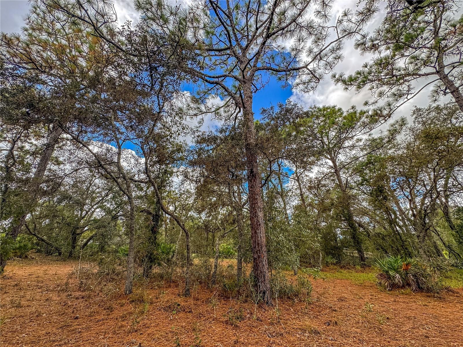 MELANIE HEIGHTS 12 13 - Residential