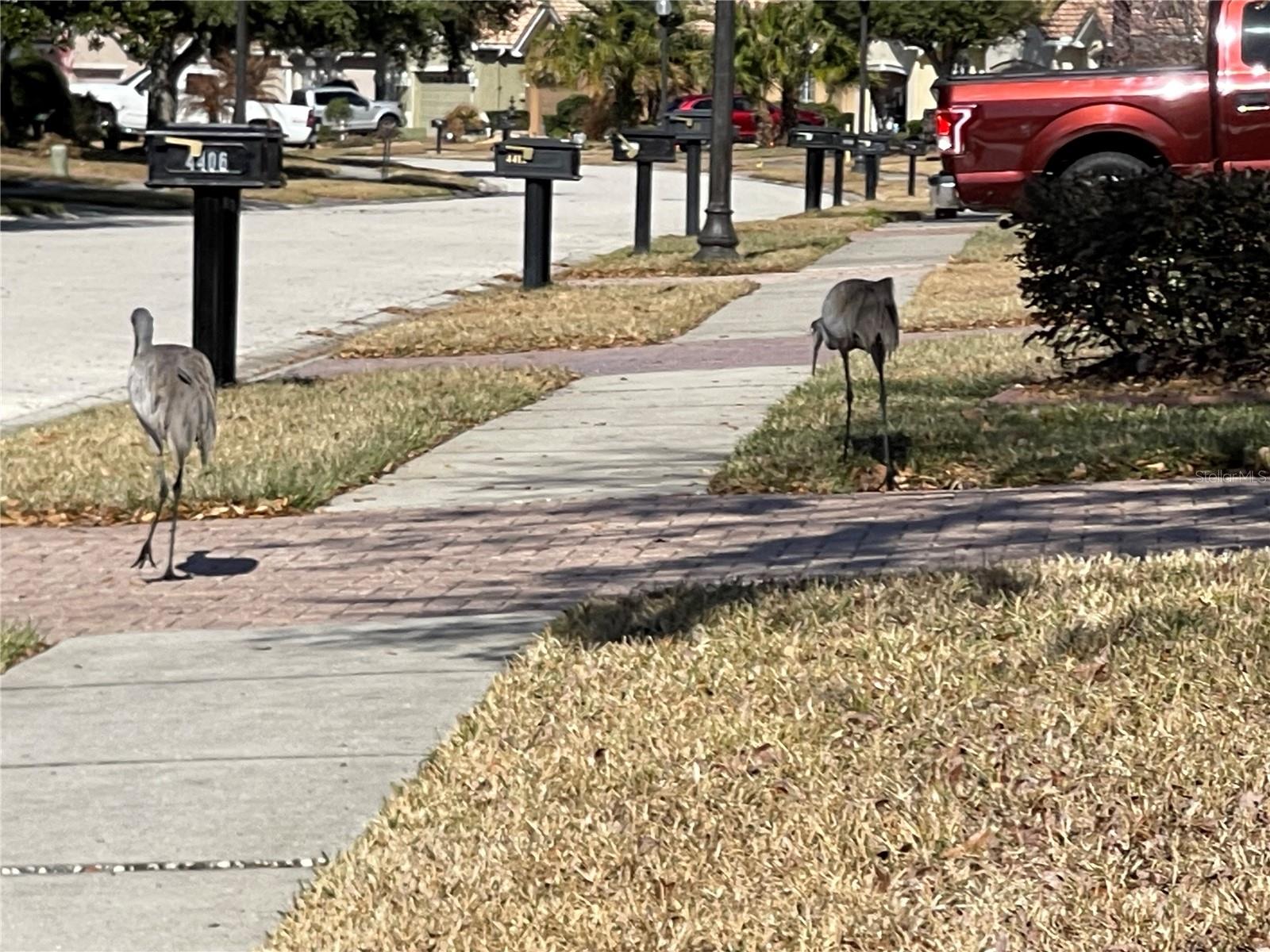 HERNANDO OAKS PH 1 - Residential