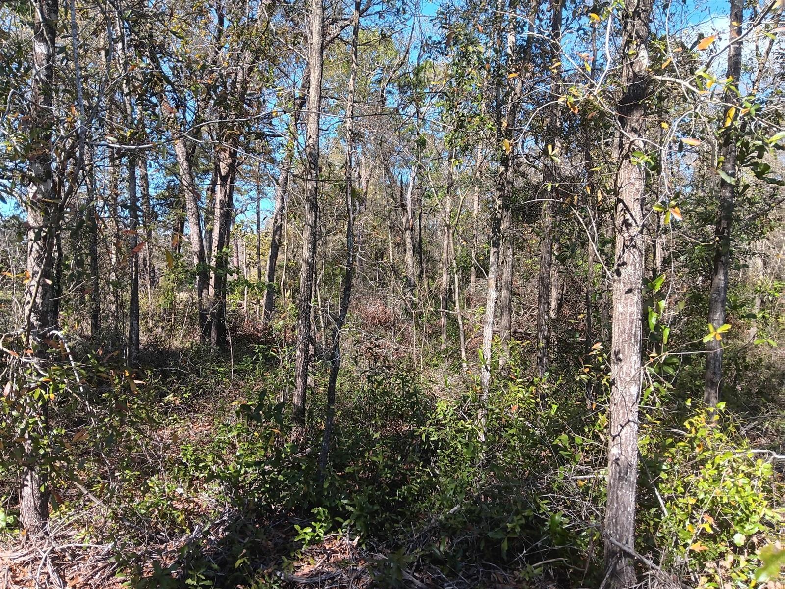 OAK FOREST ESTATES - Land