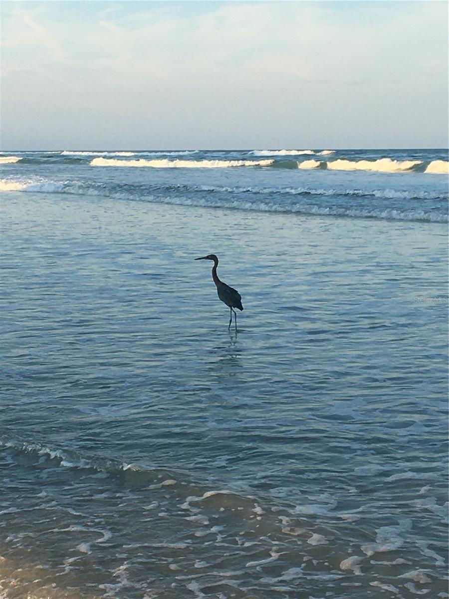 SOUTHPOINT DAYTONA CONDO - Residential