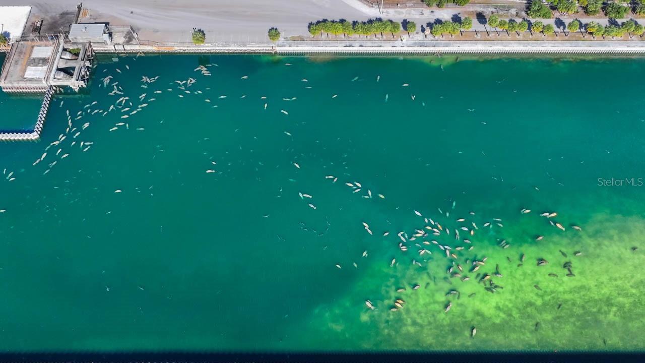 APOLLO BEACH UNIT FOUR - Residential