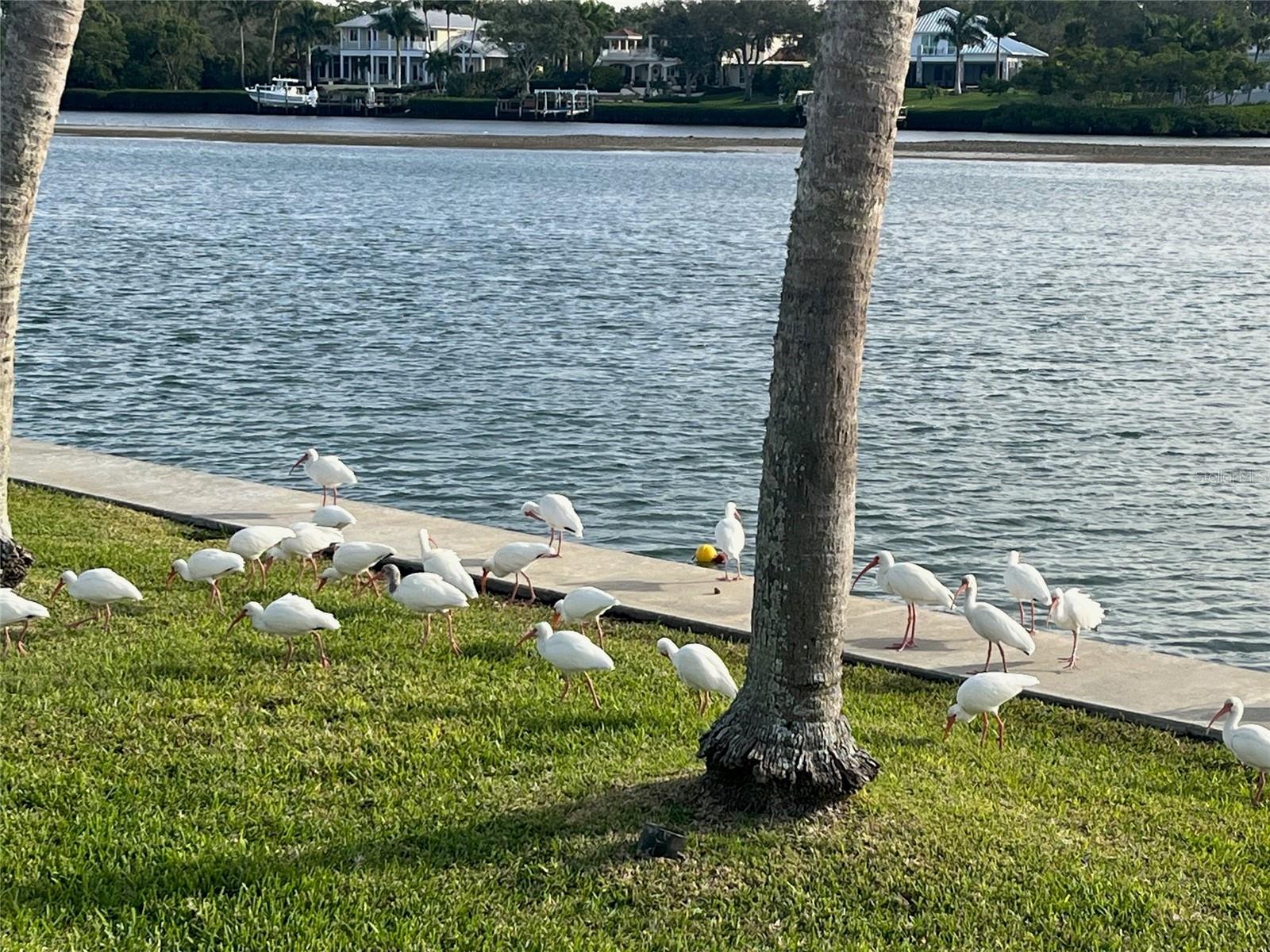 CASEY KEY - Residential